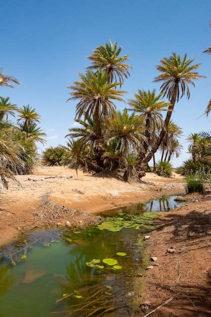 Premium Photo | Sahara Desert in Morocco Palm trees grow in an oasis ...