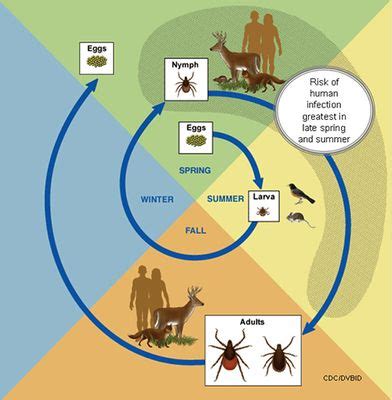 Deer Tick Information | Lyme disease, Get rid of ticks, Deer ticks