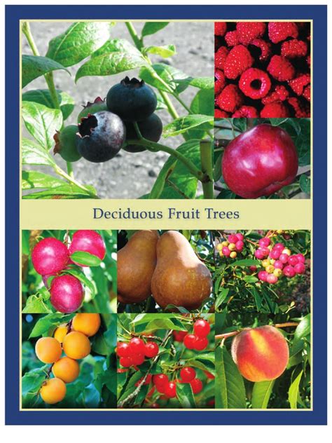 Deciduous Fruit Trees - Leo Gentry Nursery | Apple | Plum