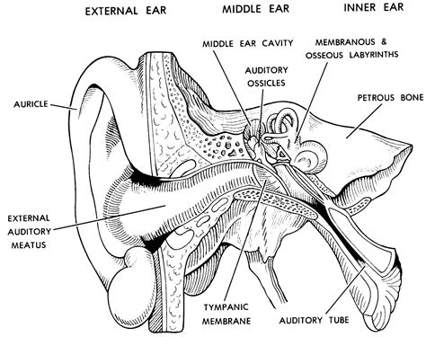 Parts Of The Ear Drawing at PaintingValley.com | Explore collection of Parts Of The Ear Drawing