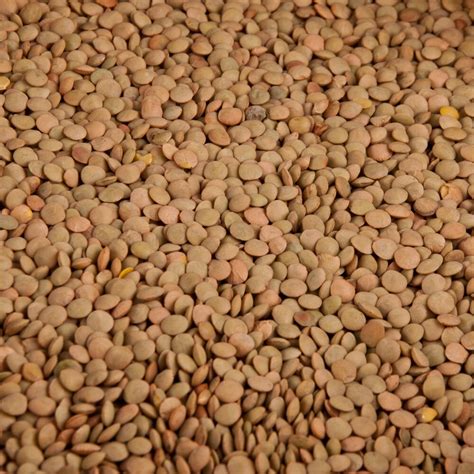 Dried Lentil Beans - 20 lb.