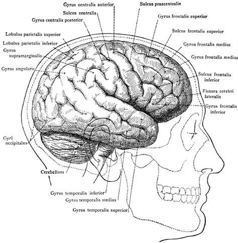 Human Brain Illustrations | MedicalNDX