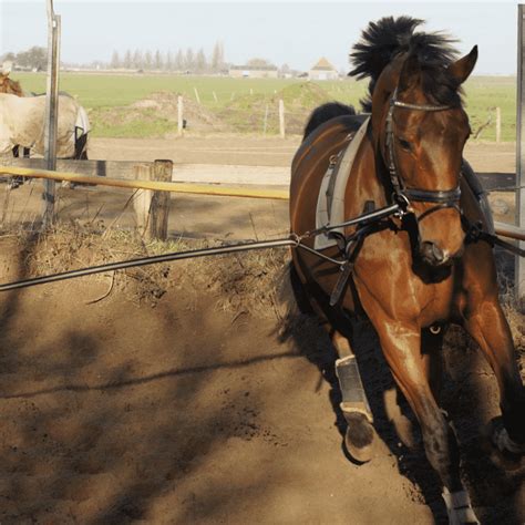 The First Steps to Training a Horse – Equestrian Boots and Bridles