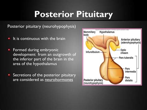 PPT - Diseases of Posterior Pituitary PowerPoint Presentation, free ...