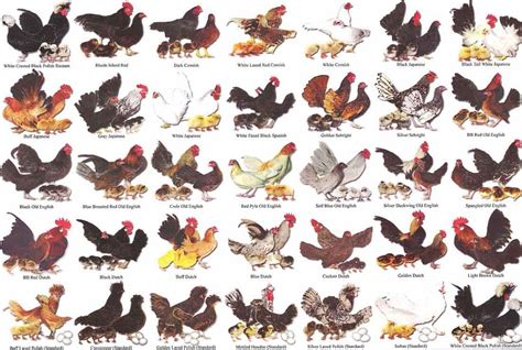 bantam-chart2 | Laying chickens, Chickens backyard, Chicken breeds