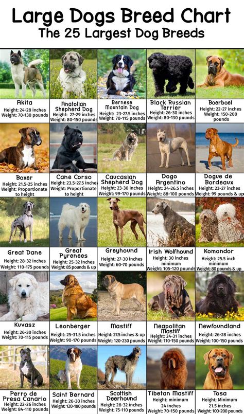 Large Dog Breeds Pictures and Names Chart - PatchPuppy.com