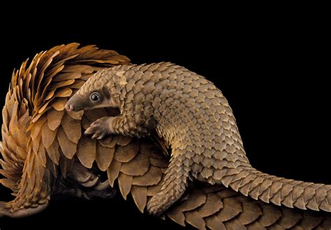 It’s World Pangolin Day!! Fun facts about the Tree Pangolin | National ...