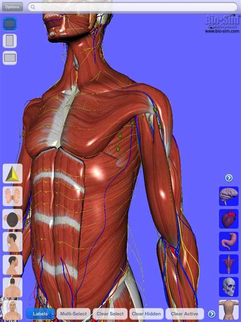 Grey’s Grey’s Anatomy uses Digital Human anatomy browser app, but is it good enough for real ...