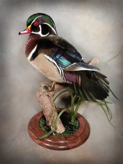 Wood Duck Mount Ideas - How To Blog