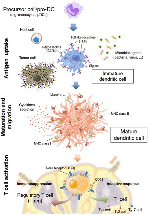 Dendritic Cells Structure