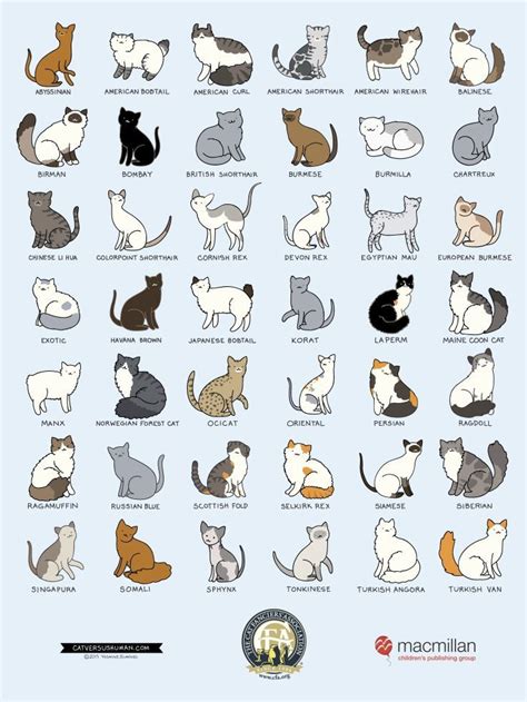 THE CATS BREEDS | Cat breeds chart, Cat breeds, Cute cats