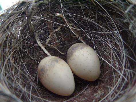 Willie Wagtail | BIRDS in BACKYARDS