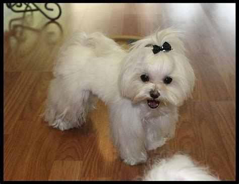 Maltese Puppy Cut Vs Teddy Bear Cut – KeepingDog