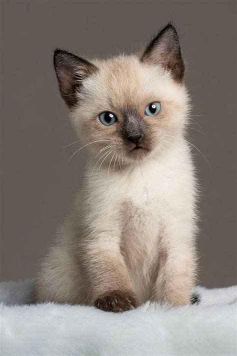 Amazing Baby Siamese Cats | Sötaste djuren, Kattungar, Katt