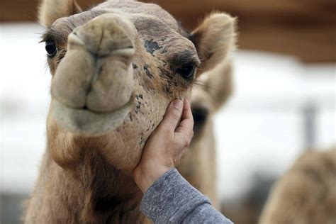 How The Camel Farm in Al Lisaili has become an oasis of fun in the ...