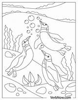 Free PENGUIN Coloring Pages For Download Printable PDF  VerbNow sketch template