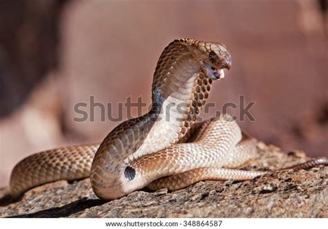 759 Cape Cobra Images, Stock Photos & Vectors | Shutterstock