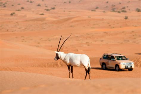 Hotel Photo Gallery | Al Maha, a Luxury Collection Desert Resort & Spa