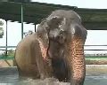 Celebrating a decade of freedom: The heartwarming tale of elephant Raju