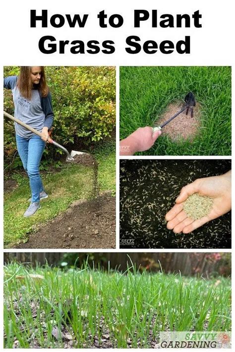 How to Plant Grass Seed: A Simple Guide to Success | Planting grass ...