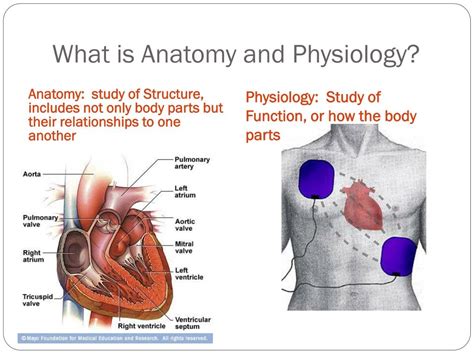 PPT - Human Anatomy And Physiology I PowerPoint Presentation, free ...