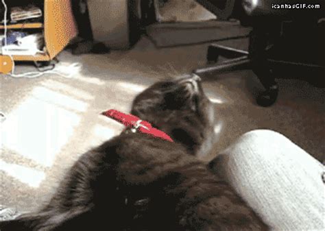 sleepy cat gifs | WiffleGif