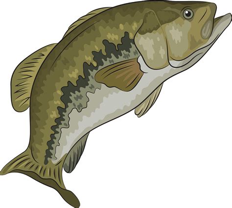 Bass Fish Png Download Largemouth Bass Clipart Png Original Size | Porn Sex Picture