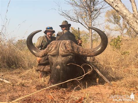 Cape Buffalo Hunting in Zimbabwe | AfricaHunting.com