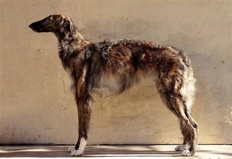 Silken Windhound : History, Temperament, Care, Training, Feeding & Pictures