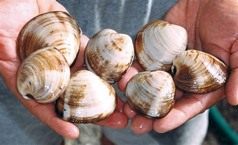 Temperature affects quality, safety of quahog clams - Responsible Seafood Advocate