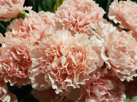 Carnation Light Pink Fancy - Toronto Bulk Flowers Wholesale flower