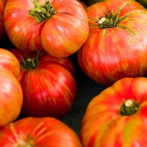 Big Rainbow Tomato Seeds – Farmhouse Seeds