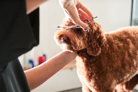 Tips To Groom Your Dog at Home and Save Up to $900 a Year - Newsweek