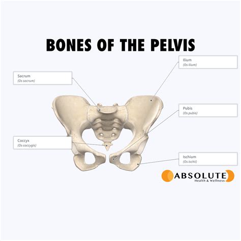 Pelvic Floor Anatomy - Absolute Health & Wellness