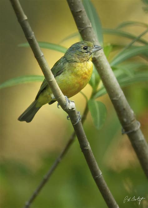 Painted Bunting Female Photograph by Phill Doherty