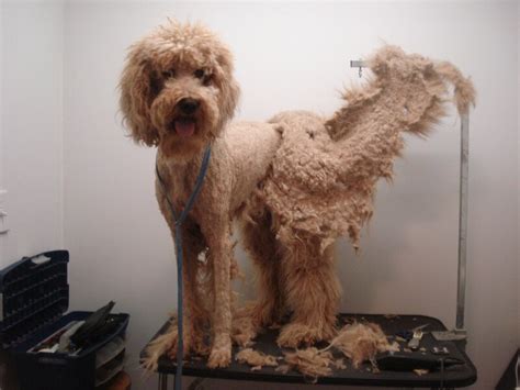 How Do You Get Matted Hair Off A Dog