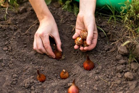 3 způsoby jak vysazovat jarní cibuloviny | Recepty prima nápadů