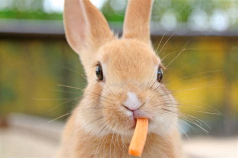 1,500+ Rabbit Eating Carrot Stock Photos, Pictures & Royalty-Free Images - iStock