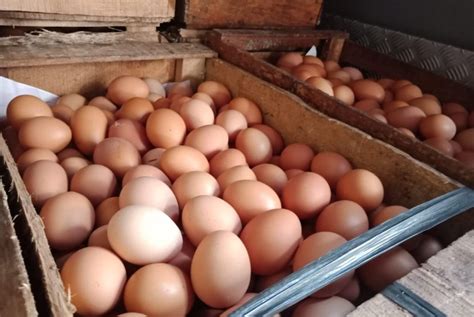 Pemprov DKI Subsidi Harga Telur Ayam Jadi Rp10 Ribu per Kilogram ...