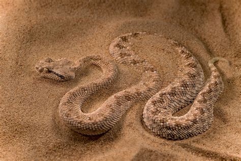 Desert Animals Snake Information