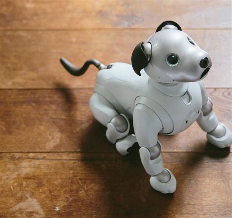Best Robot Dog 2024 - Donny Genevra