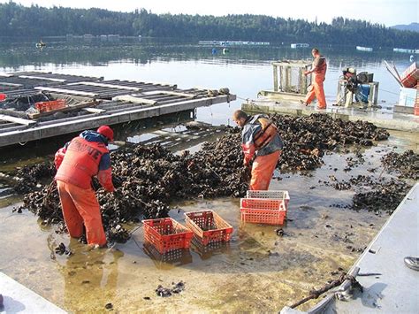 US shellfish farming review - Aquaculture North AmericaAquaculture ...