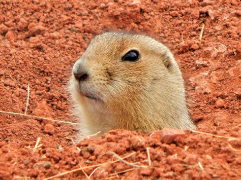 Prairie Dog in a Burrow #3 Photograph by Craig Horobik