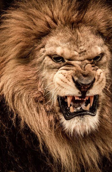 Lion roar Stock Photos, Royalty Free Lion roar Images | Depositphotos