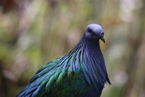 Bird watching holidays in India