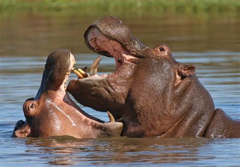 How Many Teeth Do Hippos Have? (A Complete Guide)