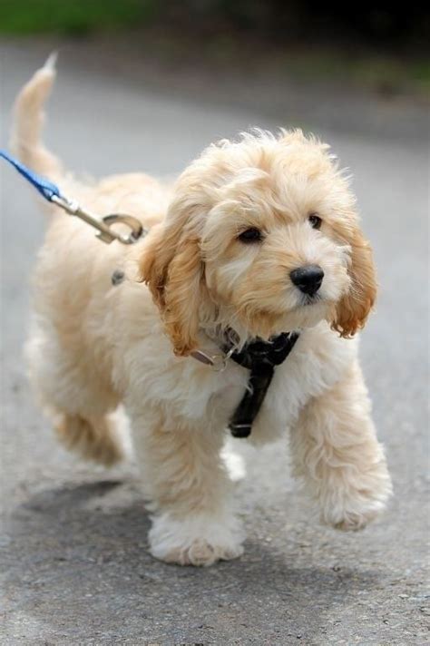 16 Outrageously Adorable Poodle Mixes You Need To See