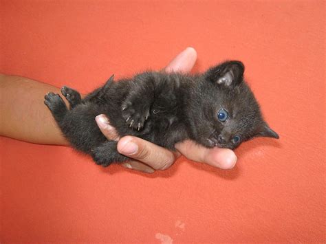 Fluffy Black Kittens With Blue Eyes