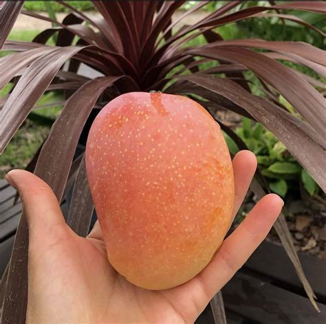 Kesar Mango Grow Guide - Tropical Tree Guide