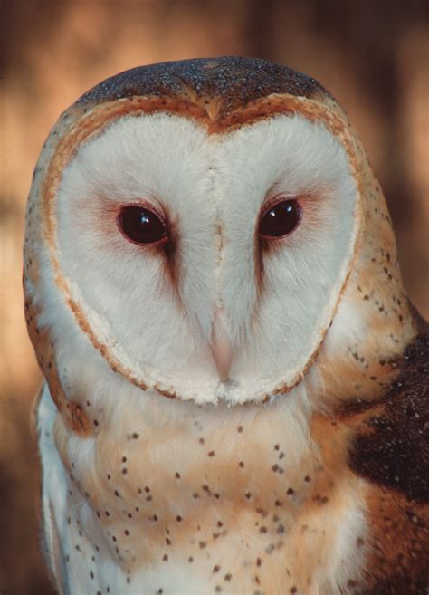 Owls – Florida’s Remarkable Nocturnal Birds of Prey | Panhandle Outdoors